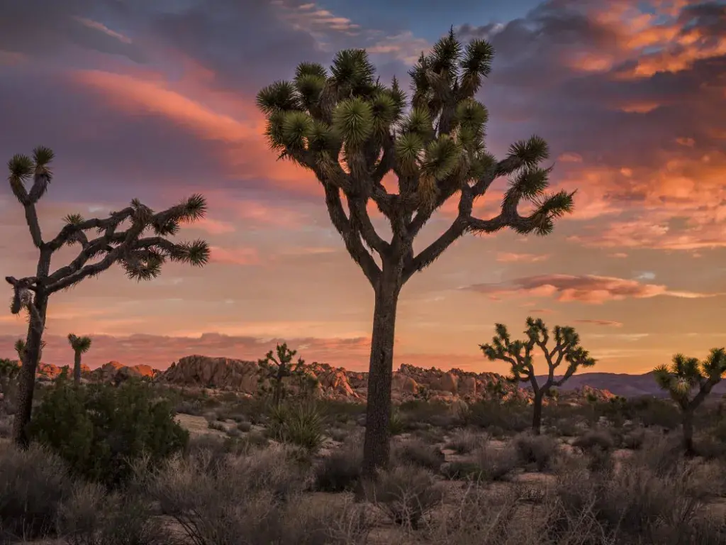 Joshua Tree National Park – Desert Magic