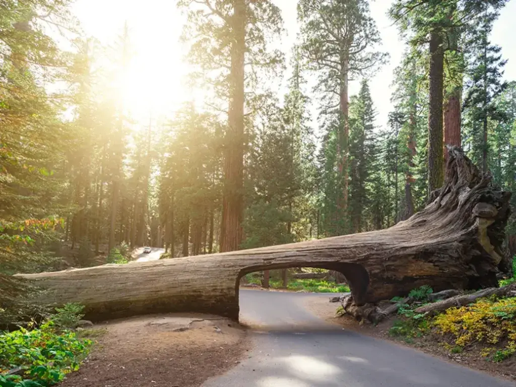 Sequoia & Kings Canyon National Parks – Giant Trees