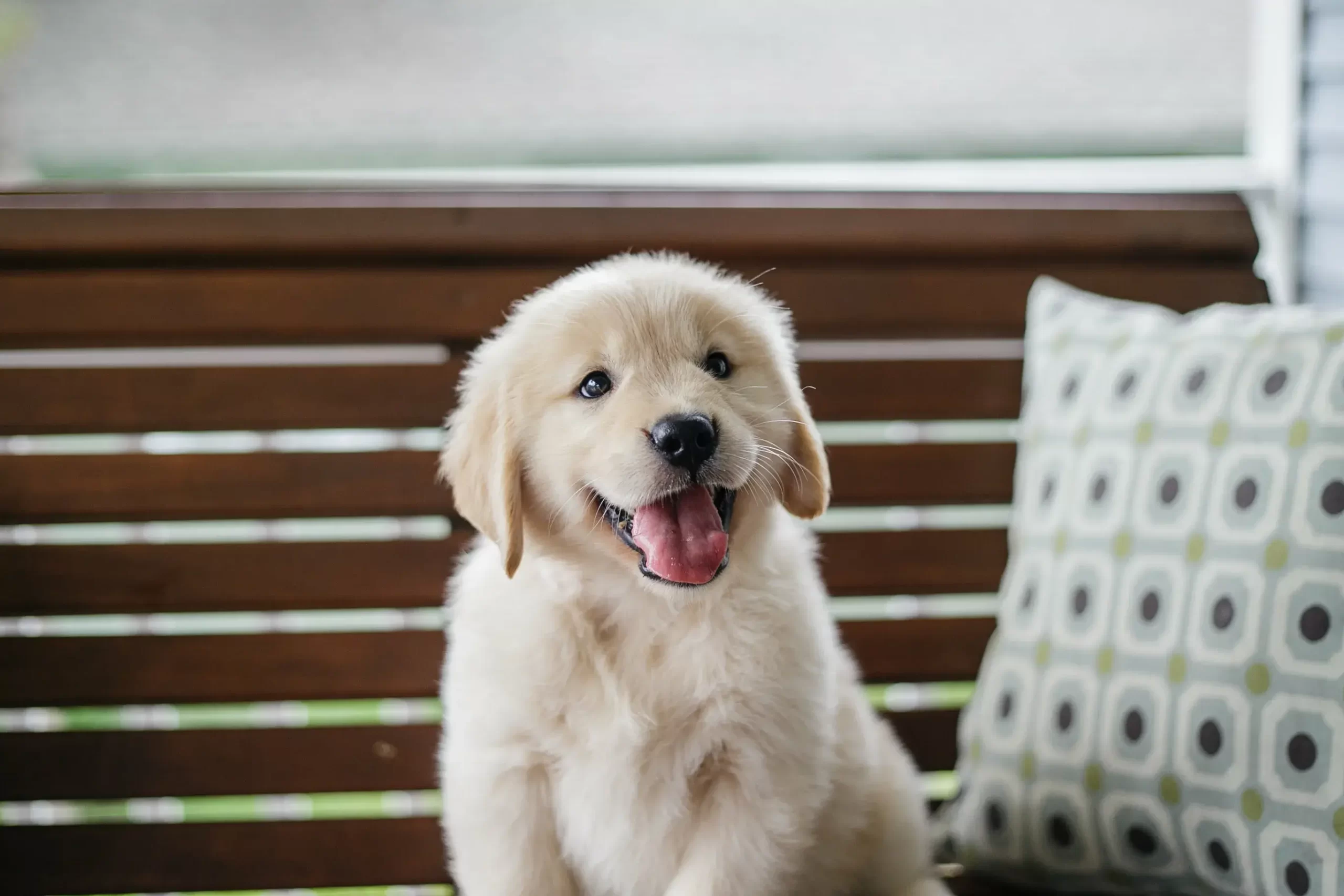 new puppy checklist