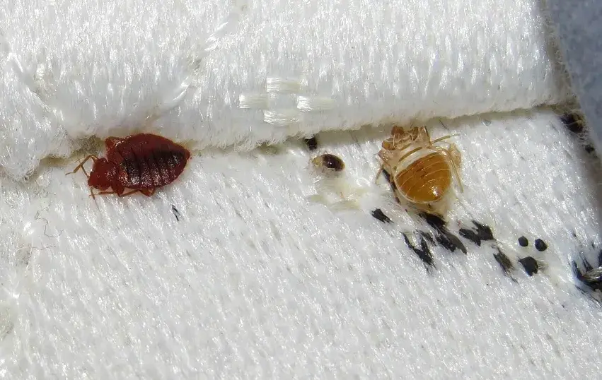 Bed Bug Shed Exoskeletons