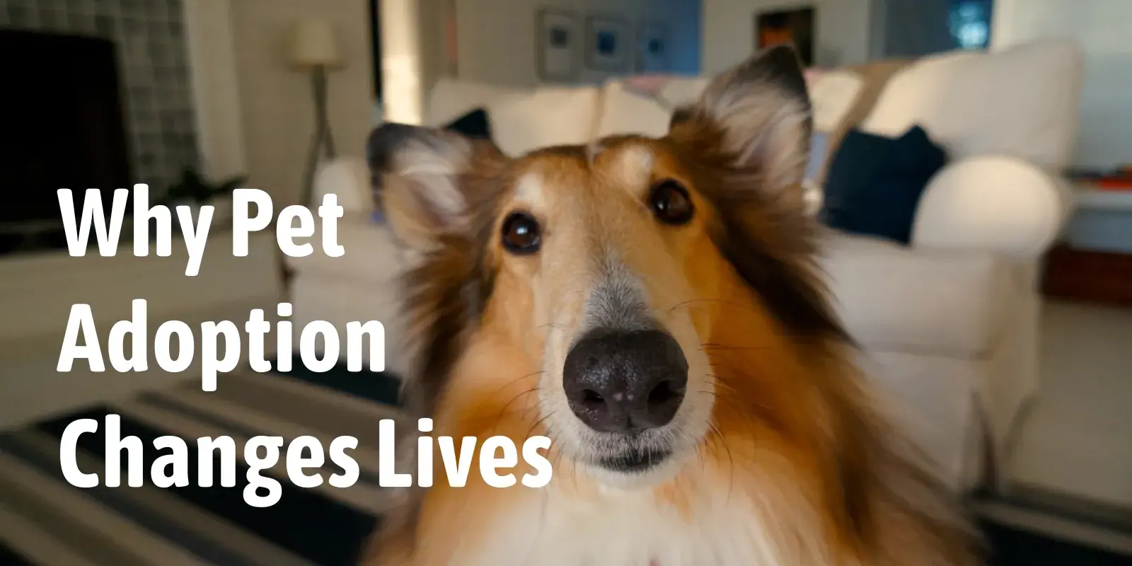 Why Pet Adoption Changes Lives Blog Featured Image
